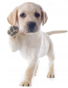 pies foto mikrofibra 40x40 JEDEKA