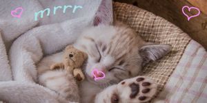 kot ręcznik bawełniany dla dzieci 70x140 CATLOVER
